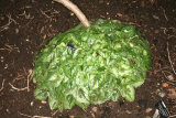 Cyclamen hederifolium RCP2-2014 013.JPG